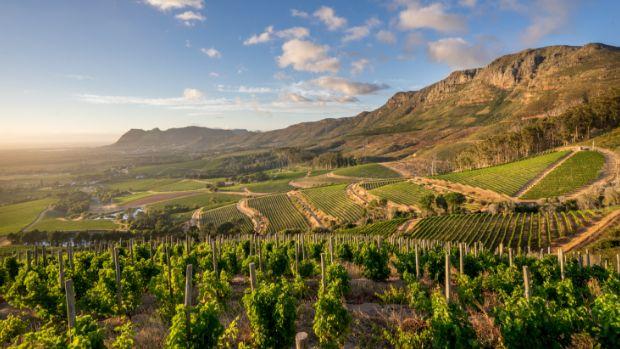 Klein Constantia Winery - Image 3 Klein Constantia Winery - Image 3